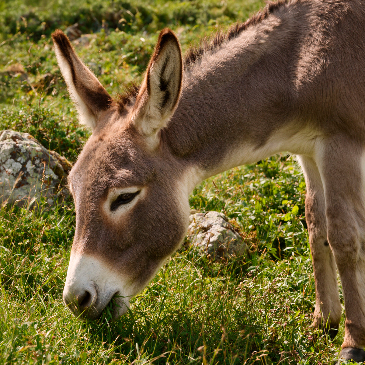 Donkey Milk